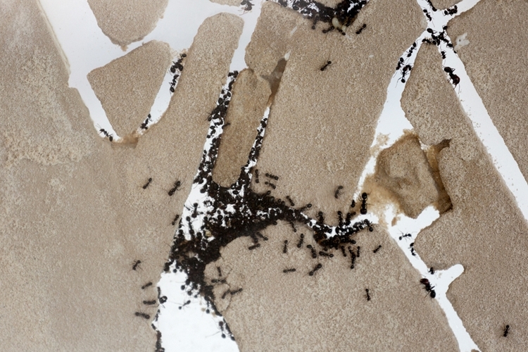 urban-ant-city-2